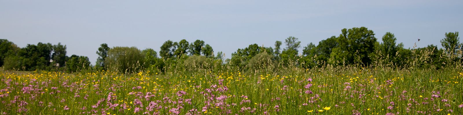 A field of wildflowers is just a small example of the beauty of the Town of Vernon